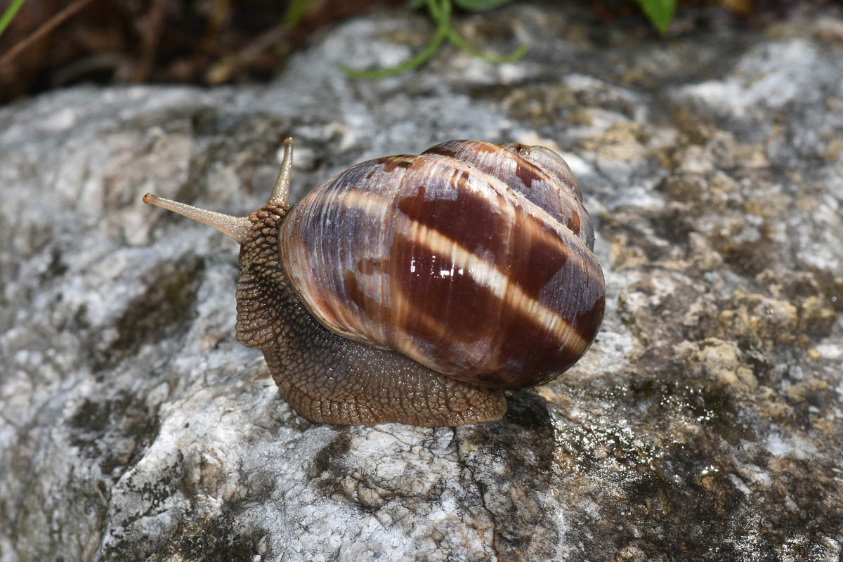 Chiocciole da id.: Helix straminea